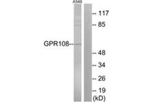 Western blot analysis of extracts from A549 cells, using GPR108 Antibody. (GPR108 Antikörper  (AA 155-204))