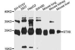 Western blot analysis of extracts of various cell lines, using STX8 antibody. (STX8 Antikörper)