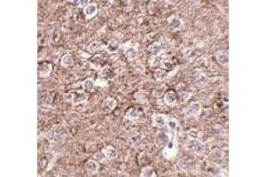 Immunohistochemistry of IL-16 in mouse brain tissue with IL-16 antibody at 2. (IL16 Antikörper  (N-Term))