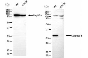 Western blotting analysis using caspase 8 antibody (ABIN7797908).
