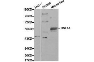 Western Blotting (WB) image for anti-Hepatocyte Nuclear Factor 4, alpha (HNF4A) antibody (ABIN1873062) (HNF4A Antikörper)
