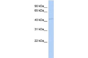 WB Suggested Anti-FAM98B Antibody Titration: 0. (FAM98B Antikörper  (N-Term))