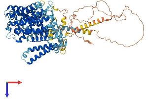 Solute Carrier Family 7 (Cationic Amino Acid Transporter, Y+ System), Member 14 (SLC7A14) (AA 1-771) protein (His tag)