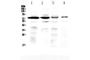 Western blot analysis of IBSP using anti-IBSP antibody .