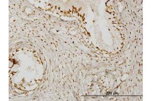 Image no. 1 for anti-Kelch Domain Containing 4 (KLHDC4) (AA 1-464) antibody (ABIN466218) (KLHDC4 Antikörper  (AA 1-464))