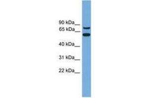 Image no. 1 for anti-YY1 Associated Protein 1 (YY1AP1) (C-Term) antibody (ABIN6744896) (YY1AP1 Antikörper  (C-Term))