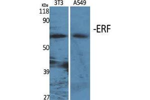 Western Blot (WB) analysis of specific cells using ERF Polyclonal Antibody.
