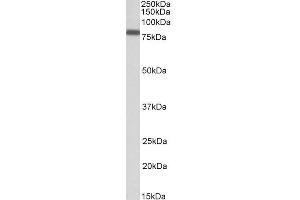 Western Blotting (WB) image for anti-Interferon Regulatory Factor 2 Binding Protein 1 (IRF2BP1) (AA 109-122) antibody (ABIN625817)