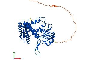 Protein Structure (PS) image for Methylenetetrahydrofolate Dehydrogenase (NADP+ Dependent) 2-Like (MTHFD2L) (AA 1-338) protein (His tag) (ABIN7562097)