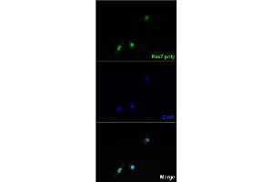 Immunofluorescent staining of mouse C2C12 cells overexpressing Pax7 with Pax7 polyclonal antibody . (PAX7 Antikörper  (AA 201-250))