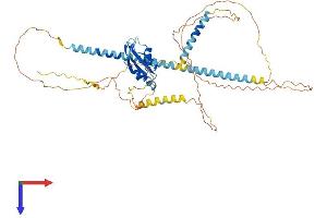 SFRS12 Protein (AA 1-494) (His tag)