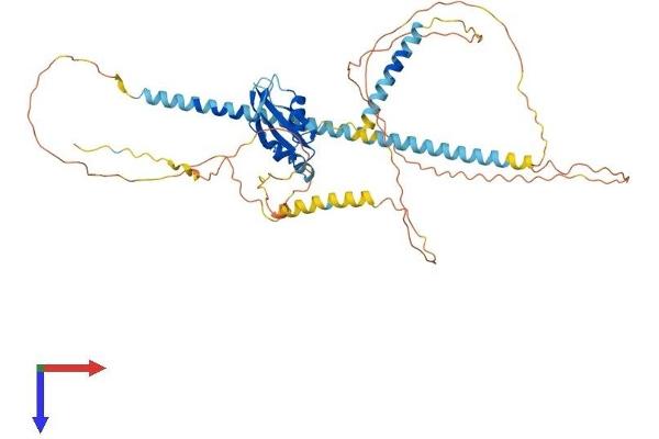 SFRS12 Protein (AA 1-494) (His tag)