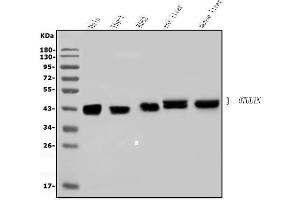 Western blot analysis of OTULIN using anti-OTULIN antibody (ABIN7601854). (FAM105B Antikörper  (AA 49-352))