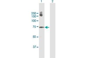 Western Blot analysis of GALNT6 expression in transfected 293T cell line by GALNT6 MaxPab polyclonal antibody. (GALNT6 Antikörper  (AA 1-622))