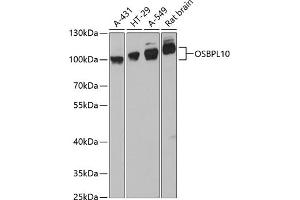 Western blot analysis of extracts of various cell lines, using OSBPL10 antibody (ABIN6130599, ABIN6145065, ABIN6145066 and ABIN6217108) at 1:3000 dilution. (OSBPL10 Antikörper  (AA 200-400))