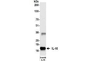 Western Blotting (WB) image for anti-Interleukin 10 (IL10) antibody (ABIN7795732)