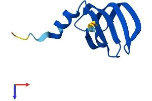 LSM6 Protein (AA 1-80) (Fc Tag)