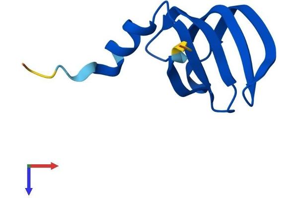 LSM6 Protein (AA 1-80) (Fc Tag)