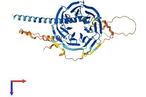 POC1B Protein (AA 1-478) (His tag)