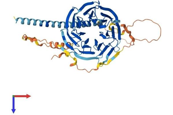 POC1B Protein (AA 1-478) (His tag)