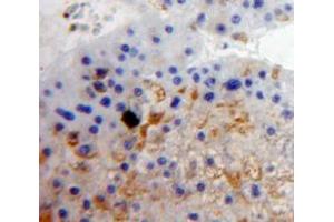 Used in DAB staining on fromalin fixed paraffin-embedded Liver tissue (CD11c Antikörper  (AA 143-344))