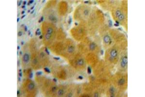 IHC-P analysis of Liver tissue, with DAB staining. (GDF11 Antikörper  (AA 138-386))