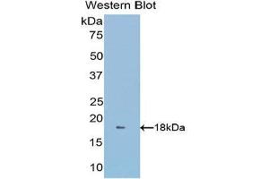 Western Blotting (WB) image for anti-Glutaredoxin 3 (GLRX3) (AA 10-117) antibody (ABIN1176592)