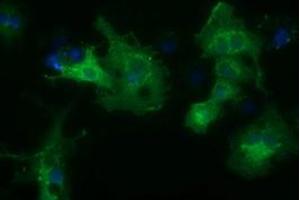 Anti-HDAC6 mouse monoclonal antibody (ABIN2453119) immunofluorescent staining of COS7 cells transiently transfected by pCMV6-ENTRY HDAC6 (RC209649). (HDAC6 Antikörper)