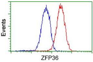 Image no. 2 for anti-Zinc Finger Protein 36, C3H Type, Homolog (Mouse) (ZFP36) antibody (ABIN1501402) (ZFP36 Antikörper)