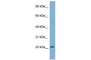 MFAP2 antibody used at 1 ug/ml to detect target protein. (MFAP2 Antikörper  (N-Term))