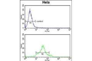 CDC20 Antibody (N-term) (ABIN653082 and ABIN2842679) flow cytometry analysis of Hela cells (bottom histogram) compared to a negative control cell (top histogram).