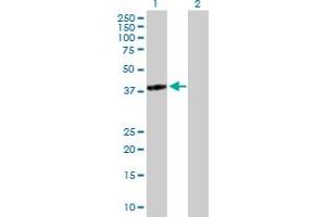 Western Blot analysis of TGDS expression in transfected 293T cell line by TGDS MaxPab polyclonal antibody. (TGDS Antikörper  (AA 1-350))
