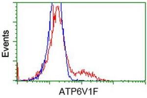 HEK293T cells transfected with either RC210728 overexpress plasmid (Red) or empty vector control plasmid (Blue) were immunostained by anti-ATP6V1F antibody (ABIN2454152), and then analyzed by flow cytometry. (ATP6V1F Antikörper)