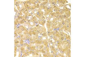 Immunohistochemistry of paraffin-embedded mouse kidney using NDRG1 antibody at dilution of 1:100 (x400 lens). (NDRG1 Antikörper)