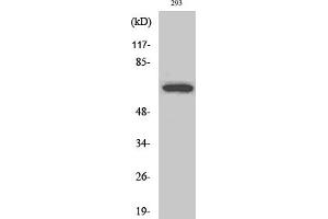 anti-Nuclear Receptor Coactivator 4 (NCOA4) (AA 320-400) antibody