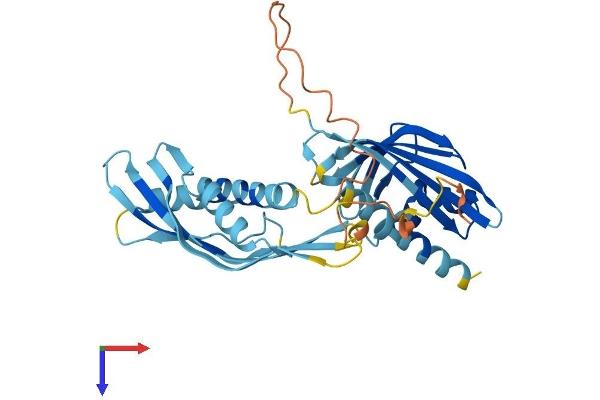 AHSA2 Protein (AA 1-331) (His tag)
