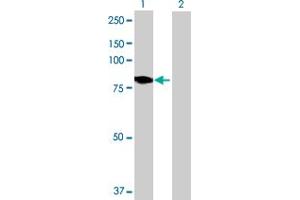 Western Blot analysis of DMPK expression in transfected 293T cell line by DMPK MaxPab polyclonal antibody. (DMPK Antikörper  (AA 1-629))