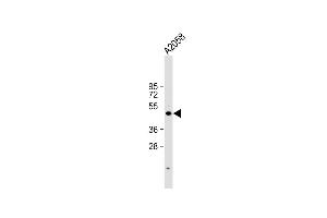 Anti-Cyclin E1 Antibody at 1:1000 dilution +  whole cell lysate Lysates/proteins at 20 μg per lane. (Cyclin E1 Antikörper  (C-Term))