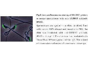 Immunofluorescence (IF) image for anti-Izumo Sperm-Egg Fusion 1 (IZUMO1) antibody (ABIN2452040)