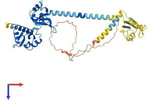 SSB Protein (AA 1-408) (His tag)