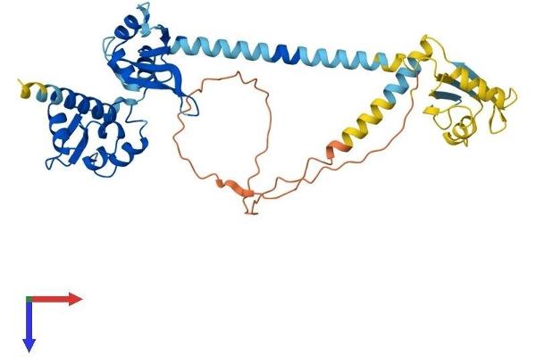 SSB Protein (AA 1-408) (His tag)