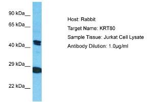 Host: Rabbit Target Name: KRT80 Sample Type: Jurkat Whole Cell lysates Antibody Dilution: 1. (KRT80 Antikörper  (C-Term))