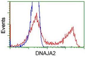 Image no. 1 for anti-DnaJ (Hsp40) Homolog, Subfamily A, Member 2 (DNAJA2) antibody (ABIN1497859) (DNAJA2 Antikörper)
