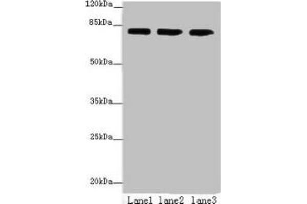 AP4B1 Antikörper  (AA 201-500)