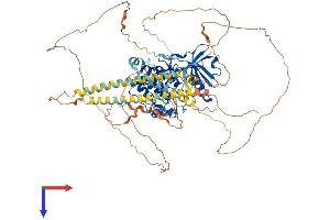 MYLK3 Protein (AA 1-819) (His tag)