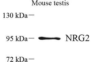 Neuregulin 2 Antikörper