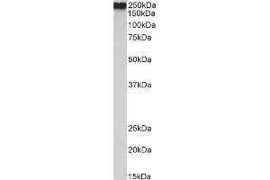ABIN2613430 (0. (Filamin A Antikörper  (AA 662-676))
