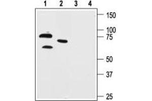 Western blot analysis of human neuroblastoma cell line SH-SY5Y (lanes 1 and 3) and mouse brain lysate (lanes 2 and 4): - 1,2. (KCND1 Antikörper  (C-Term, Intracellular))