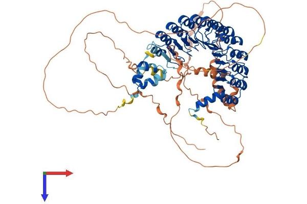 FBXL17 Protein (AA 1-701) (His tag)