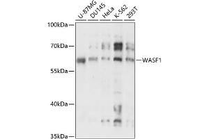 Western blot analysis of extracts of various cell lines, using W antibody (ABIN7271345) at 1:3000 dilution. (WASF1 Antikörper  (C-Term))